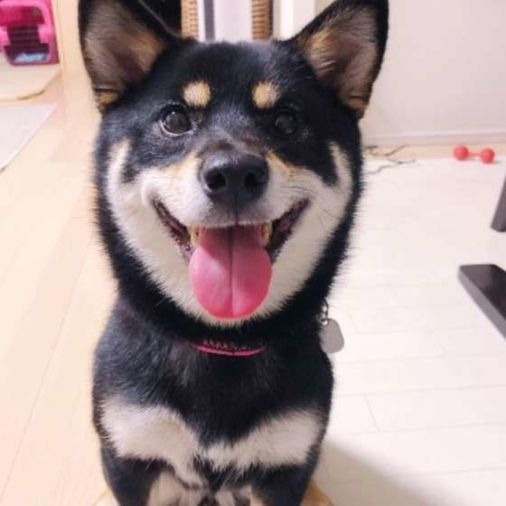 ラガーちゃん