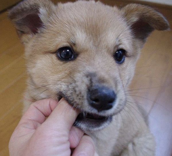 見つめる子犬