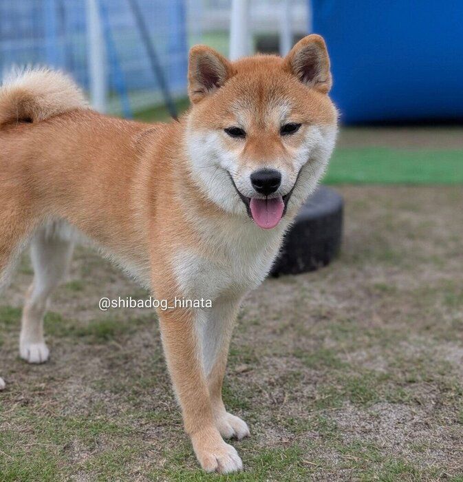 ドッグランに来たひなたくん
