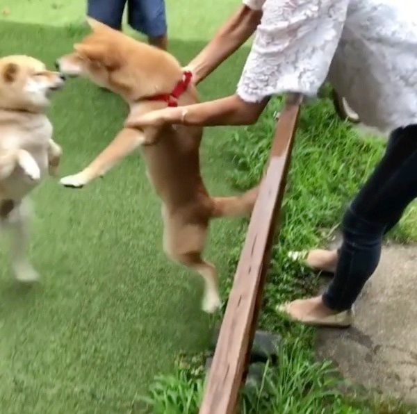 喜ぶ柴犬