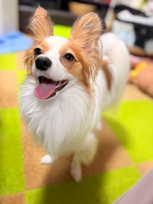 笑顔がかわいいパピヨン