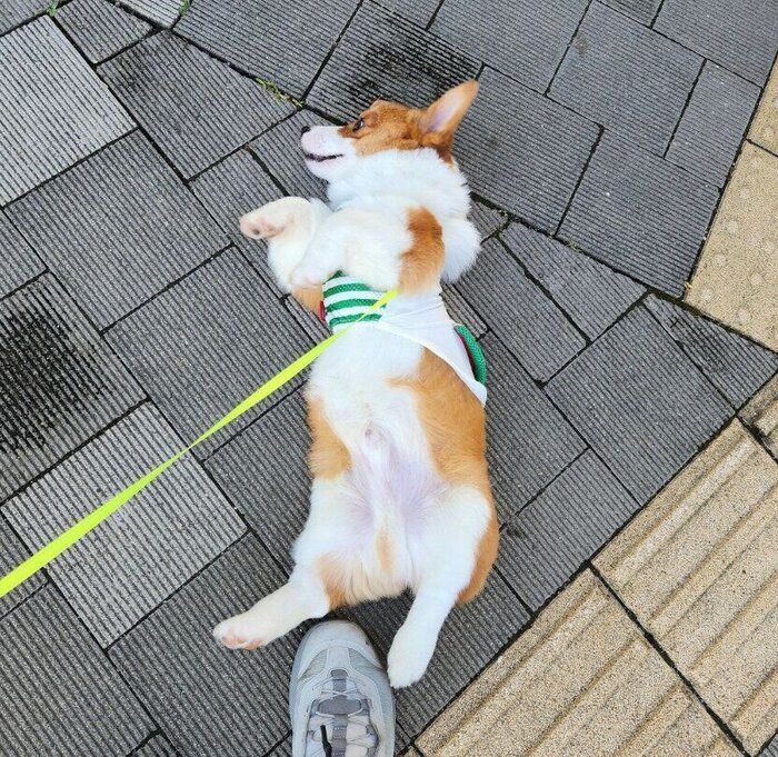 散歩中にヘソ天するうにくん