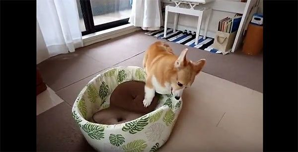 遊ぶコーギー
