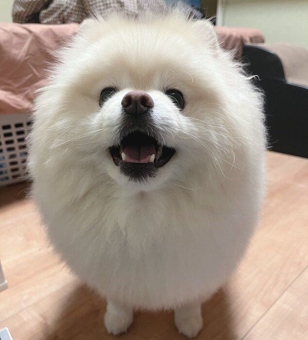 ふだんのちくわくん