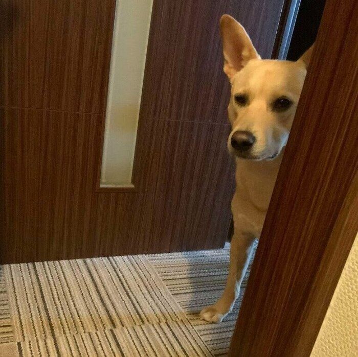 飼い主の安否確認のためトイレに来る犬