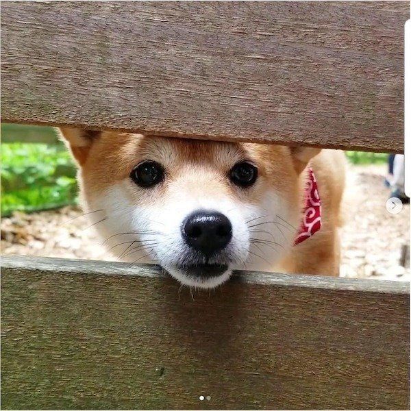 見つめる豆柴