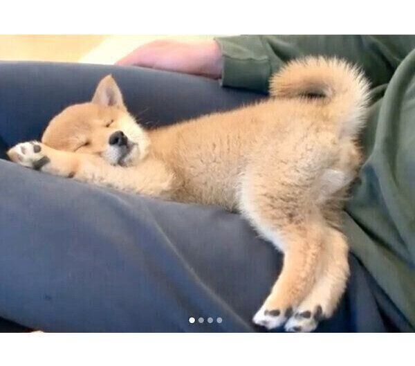 飼い主さんの膝の上で眠るこたろうくん