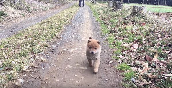 歩く保護犬