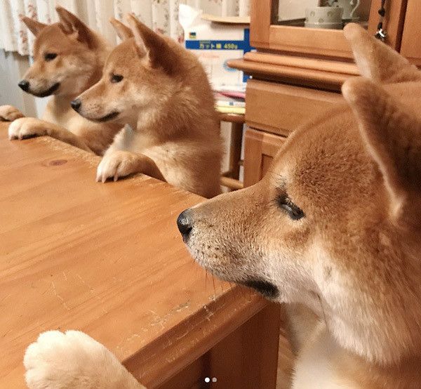 見つめる柴犬