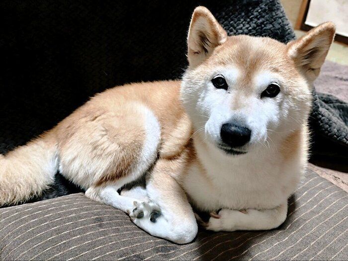 座布団でくつろいでいる様子の柴犬