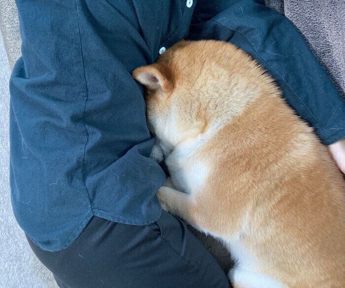 飼い主さんにくっつくもちくん