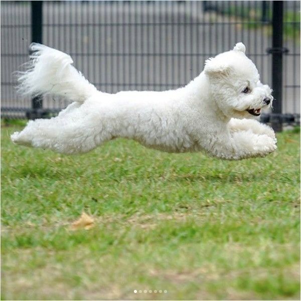 飛行犬