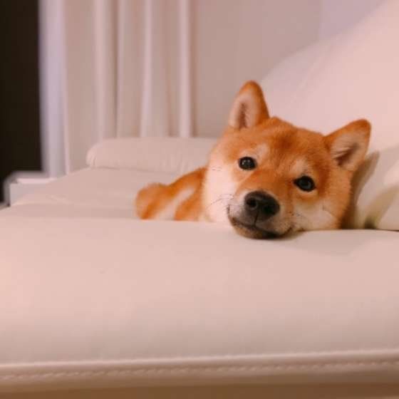 柴