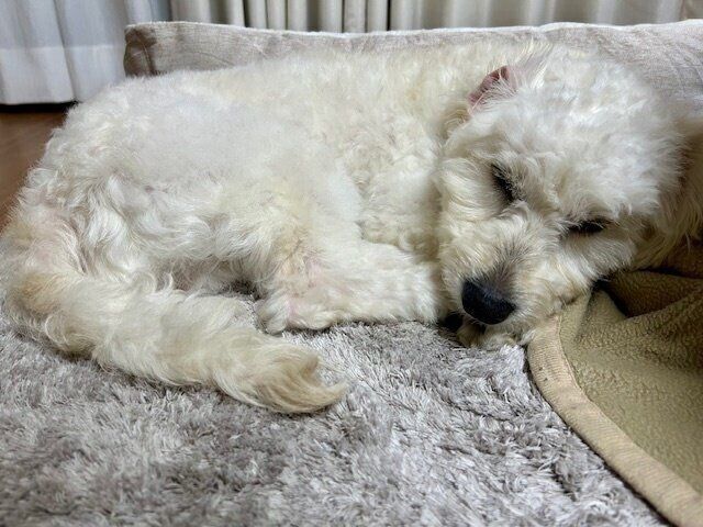 安心した様子で眠るソラくん