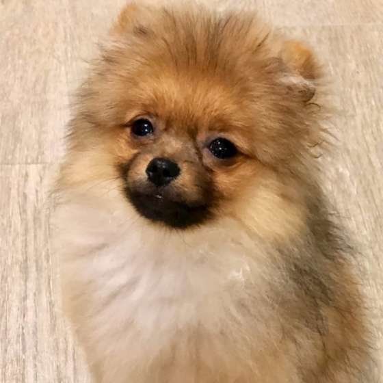 ポメラニアン