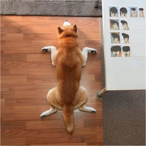 柴の開き