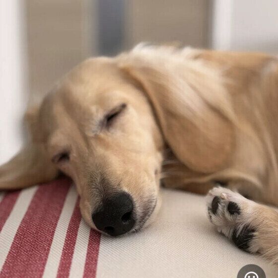 気持ちよさそうに眠るミニチュア・ダックスフンド