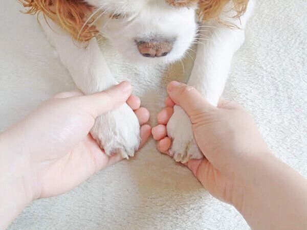 飼い主さんと犬