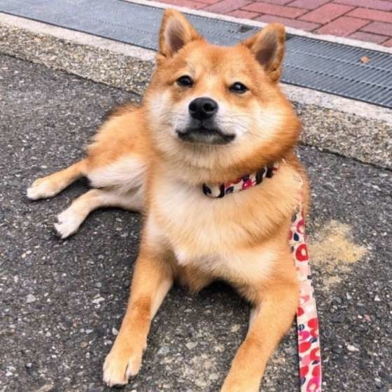 散歩する柴犬