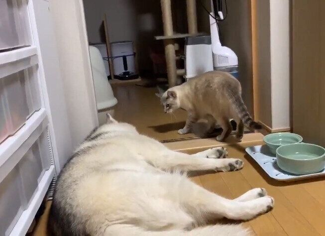 ユキちゃんを見つめるしゃちくん