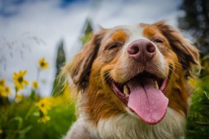 笑顔の犬