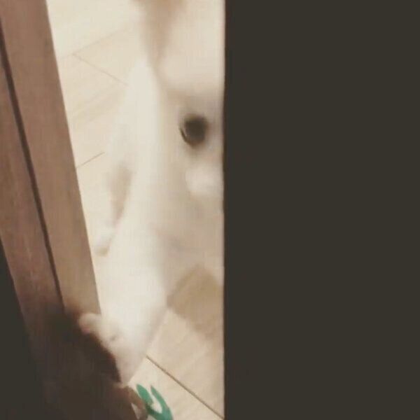 飼い主さんの帰宅を待つとろろちゃん