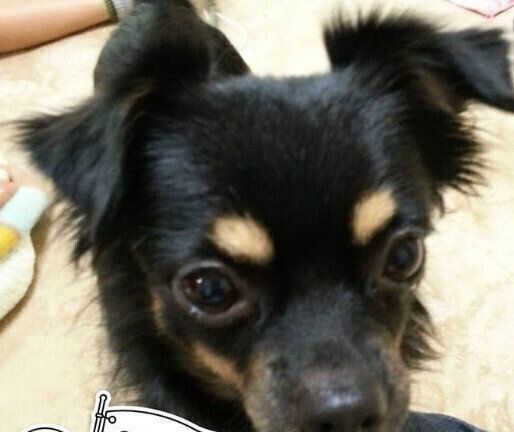 お迎えされた当時の犬