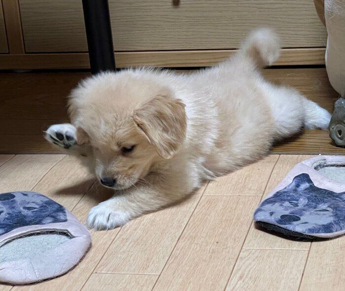 お迎えして数日後のクローブくん