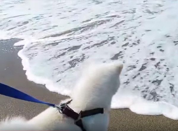 秋田犬
