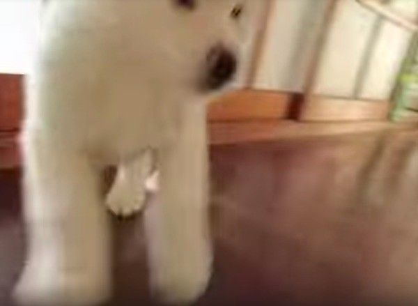 秋田犬