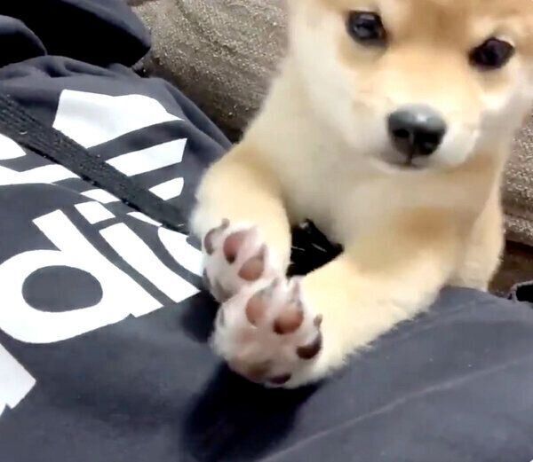 お手てがピーンとなってしまうきなこちゃん