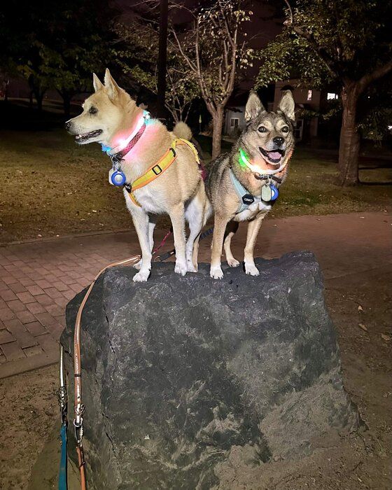 大きな岩の上に乗る2頭の犬
