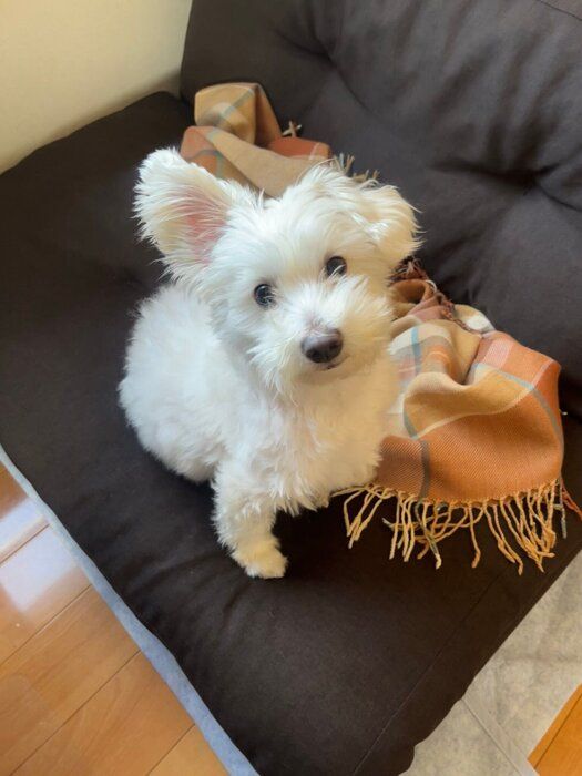 別の日の様子　片耳だけ立っていてかわいらしい