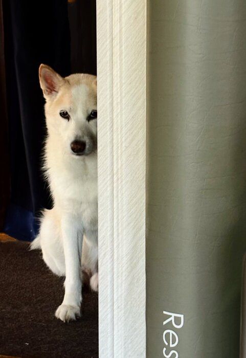 おやつが食べたい！ と見つめる犬