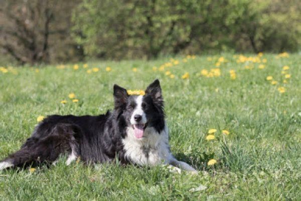 芝生で寝そべる犬