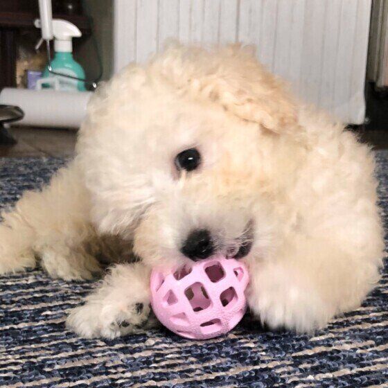 おもちゃで遊ぶトイ・プードル