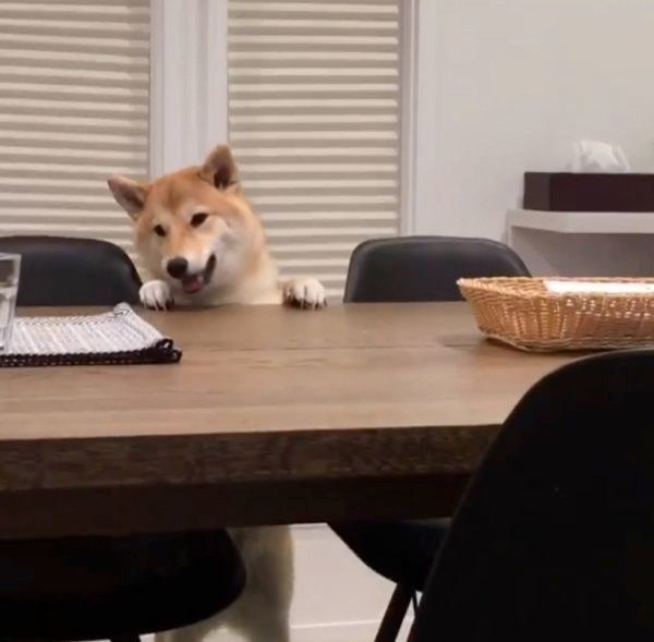 イタズラする柴犬