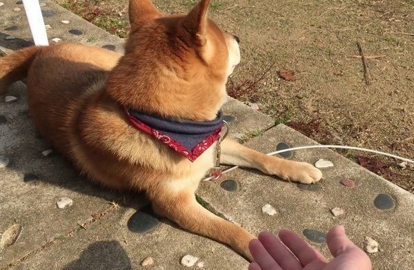 お手をめんどくさがる柴犬