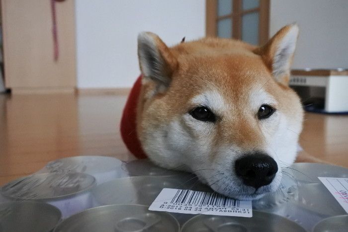 (´・ω・`)