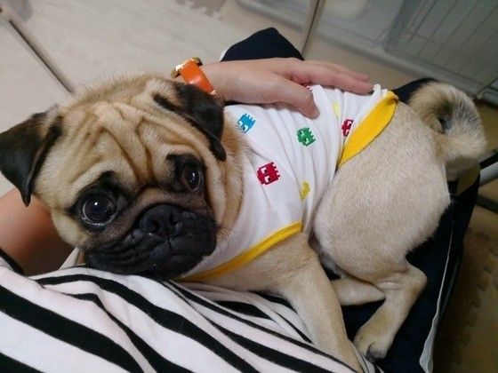 飼い主に甘えるパグ