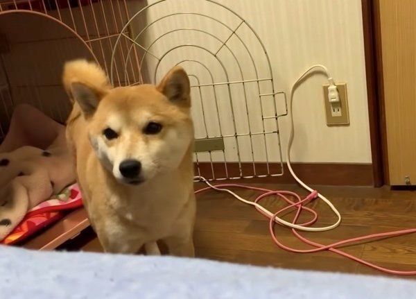部屋から出ようとする柴犬