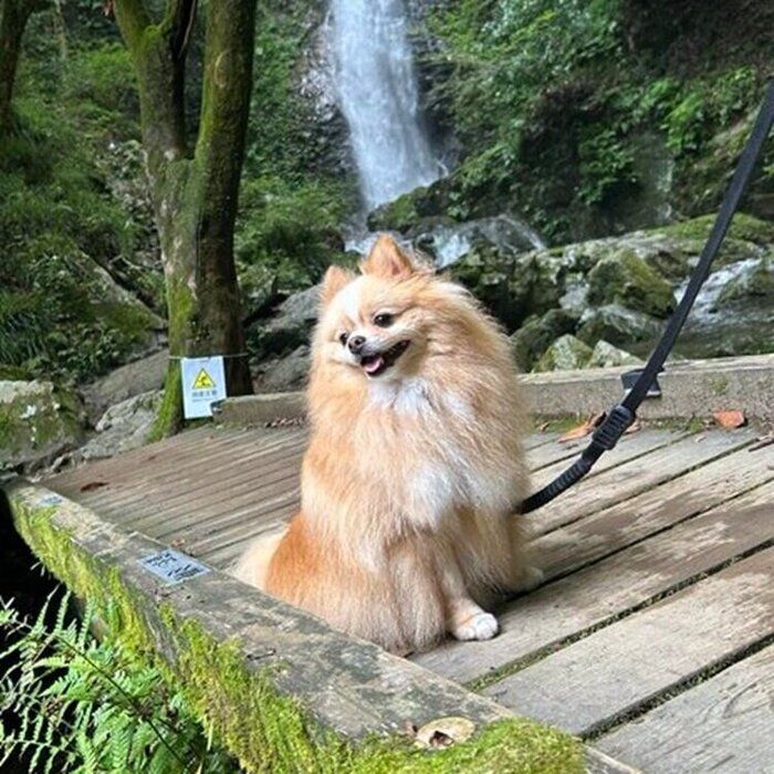 この夏、飼い主さんとお出かけをしたピカルディくん