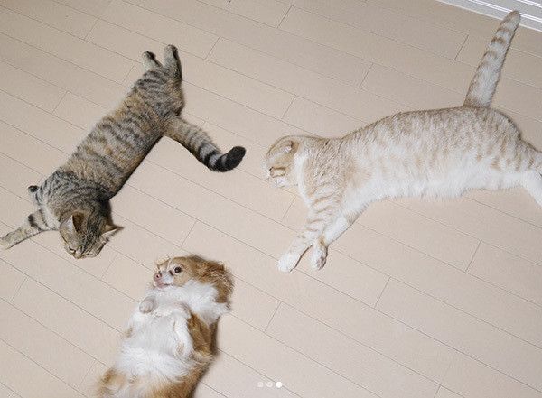 寝転ぶ犬と猫
