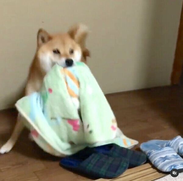 大きな布団を持ってきた福くん