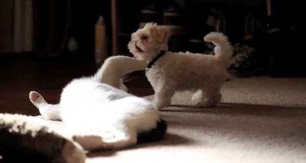 子犬と猫
