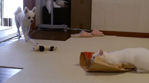 チワワと猫
