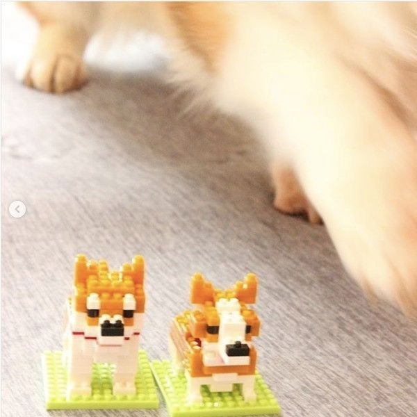 ワンコのプチブロック