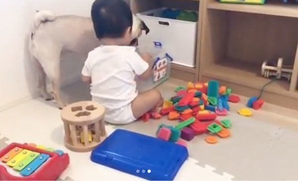 赤ちゃんと見守るパグ