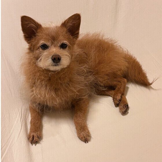 ソファでくつろぐミックス犬！