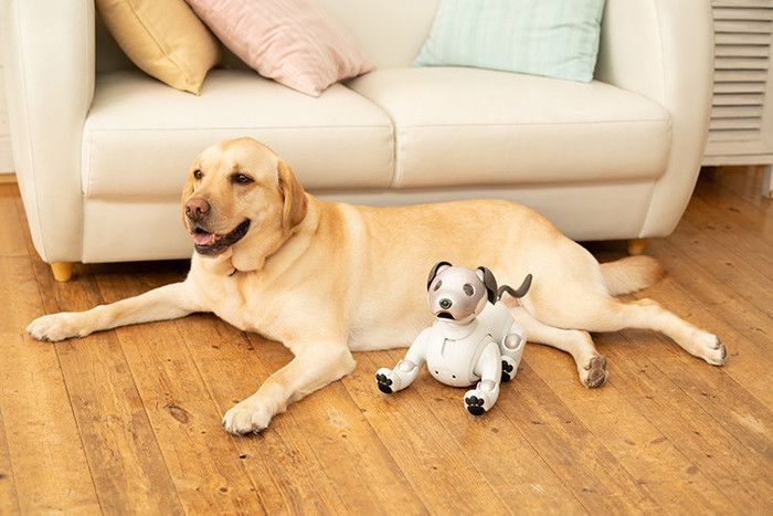 犬はaiboと暮らすことで学習を重ね、愛情を示す